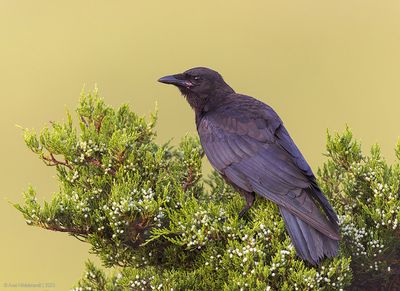 FishCrow01c2672.jpg