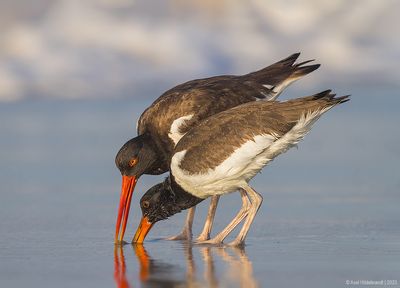 AmericanOystercatcher152c2666.jpg