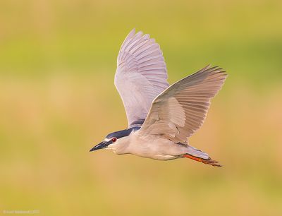 Black-crownedNight-Heron33c4269.jpg