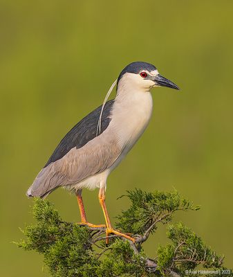 Black-crownedNight-Heron34c6301.jpg