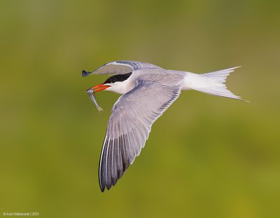 CommonTern210c4534.jpg