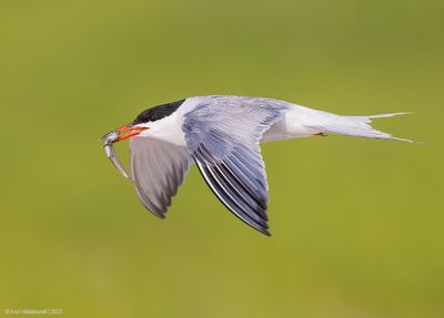 CommonTern213c4914.jpg