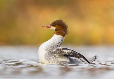 CommonMerganser52c5314.jpg