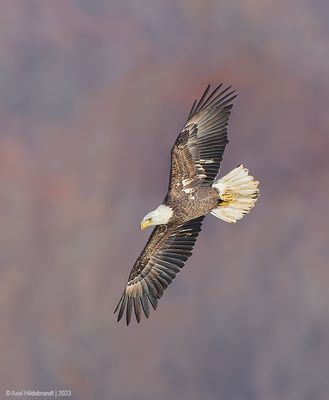 BaldEagle144c7735.jpg