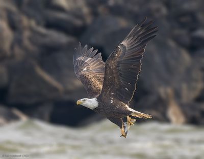 BaldEagle146c7495-1.jpg