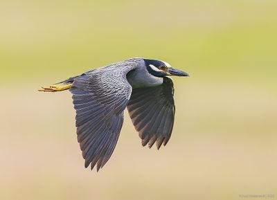 Yellow-crownedNight-Heron12c0681.jpg