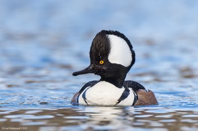 HoodedMerganser10c0195.jpg