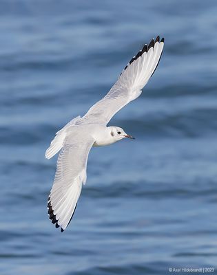 Bonaparte's Gull