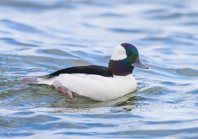 Bufflehead20c4522.jpg