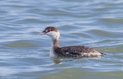 HornedGrebe07c5609.jpg