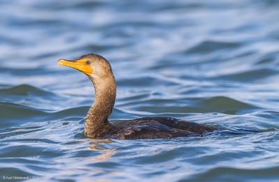 Double-crestedCormorant20c6133.jpg