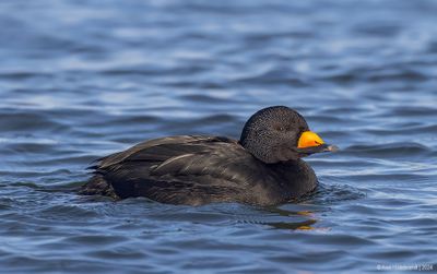 BlackScoter30c1321.jpg