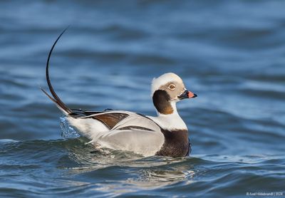 Long-tailedDuck100c9729.jpg