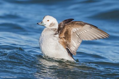 Long-tailedDuck101c8242.jpg