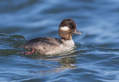 Bufflehead21c8522.jpg