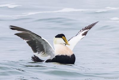 CommonEider49c2362.jpg