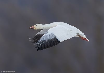 SnowGoose137c5614.jpg