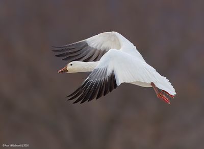 SnowGoose138c4636.jpg