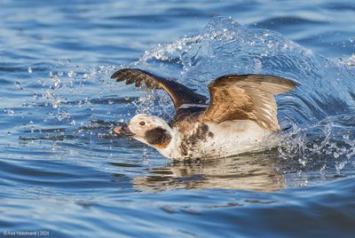 Long-tailedDuck104c0883.jpg