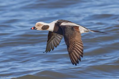 Long-tailedDuck105c9120.jpg