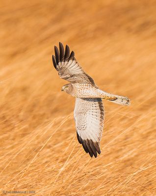 NorthernHarrier60c3082.jpg