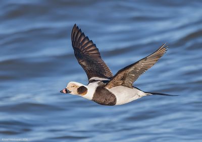 Long-tailedDuck106c0433.jpg