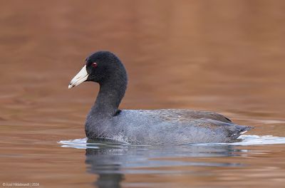 AmericanCoot10c5493.jpg