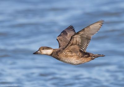 BlackScoter32c7778.jpg