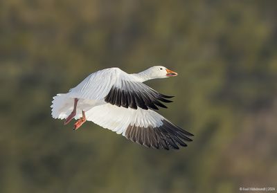 Snow Goose