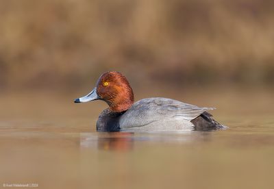 Redhead