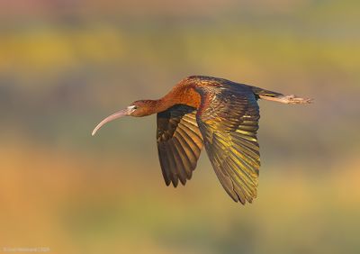 Glossy Ibis