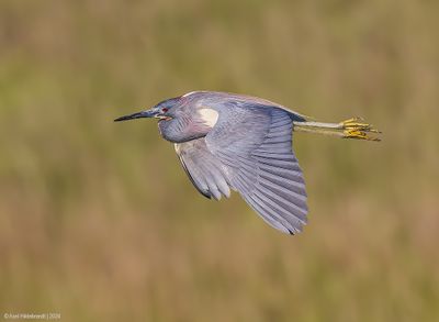 TricoloredHeron15c2654.jpg