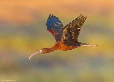 GlossyIbis25c1441.jpg