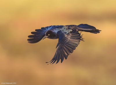 Boat-tailedGrackle06c1674.jpg