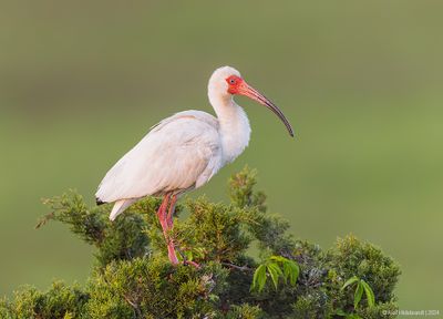WhiteIbis17c1068.jpg