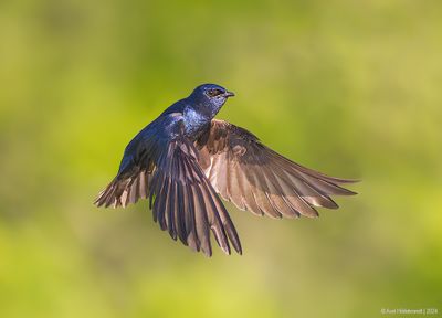 PurpleMartin28c8167.jpg