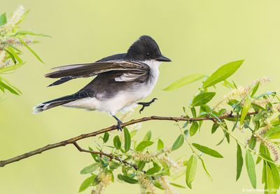 EasternKingbird54c6965.jpg
