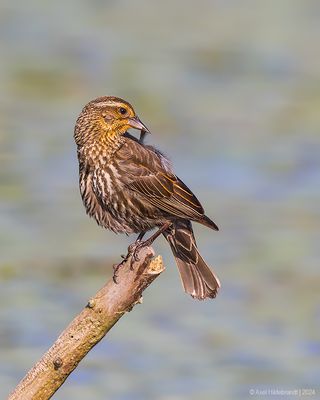 Red-wingedBlackbird83c8729.jpg