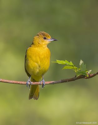 OrchardOriole01c8822.jpg