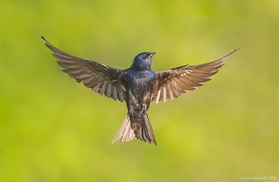PurpleMartin29c7631.jpg