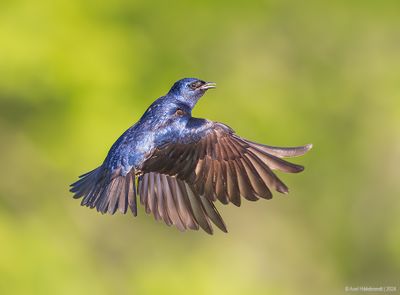 PurpleMartin30c8163.jpg