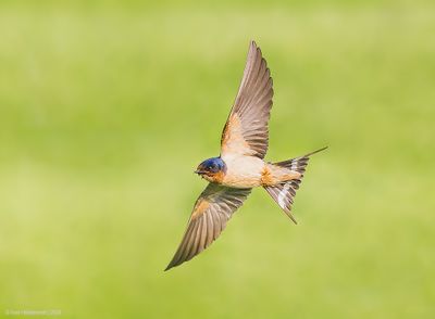 BarnSwallow68c9276.jpg