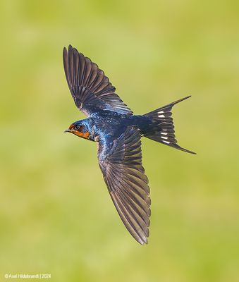 BarnSwallow69c1285.jpg