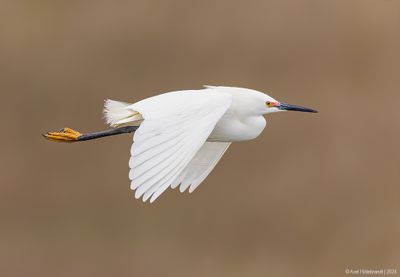 SnowyEgret39c6722.jpg