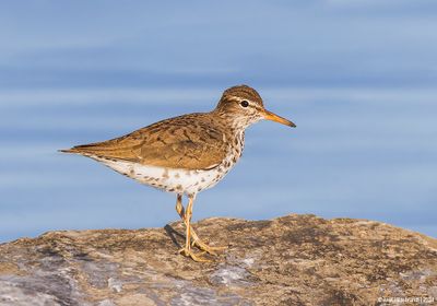 Spotted Sandpiper