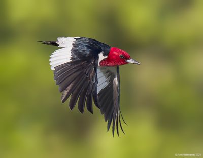 Red-headedWoodpecker52c4448.jpg