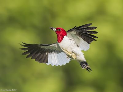 Red-headedWoodpecker54c5283.jpg
