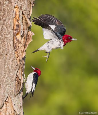Red-headedWoodpecker55c5579.jpg