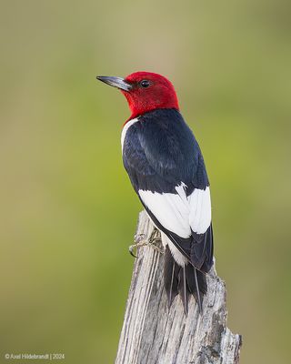 Red-headedWoodpecker56c8119.jpg