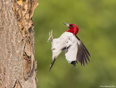 Red-headedWoodpecker58c9384.jpg